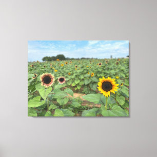 Solrosfoto av naturen Fält Canvastryck