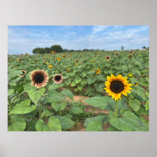 Solrosfoto av naturen Fält Poster
