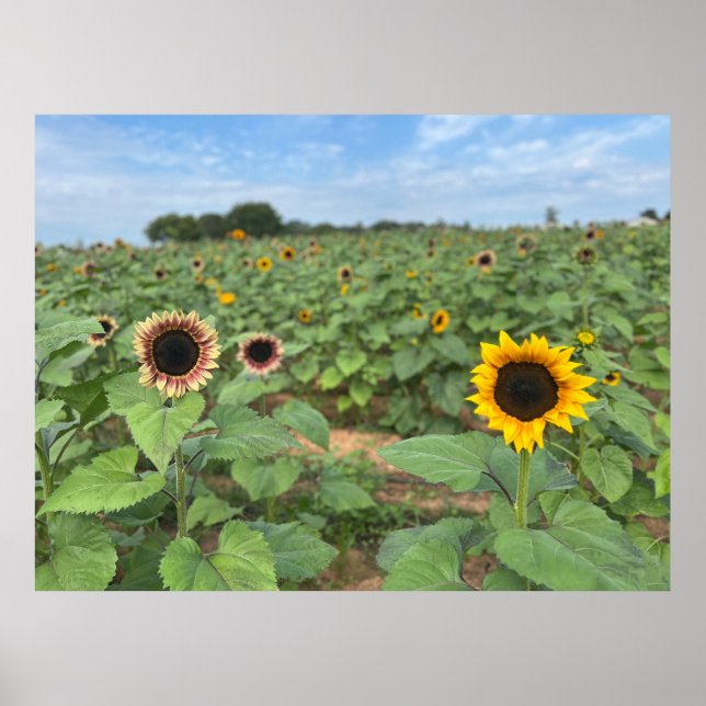 Solrosfoto av naturen Fält Poster (Framsidan)