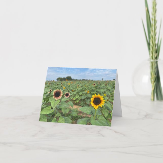 Solrosfoto av naturen Fält Tack Kort (Framsida)
