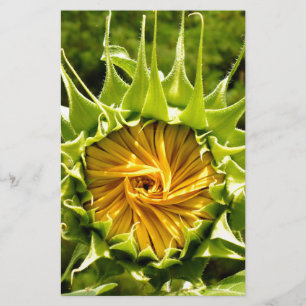 Solrosfoto för elegantens gult