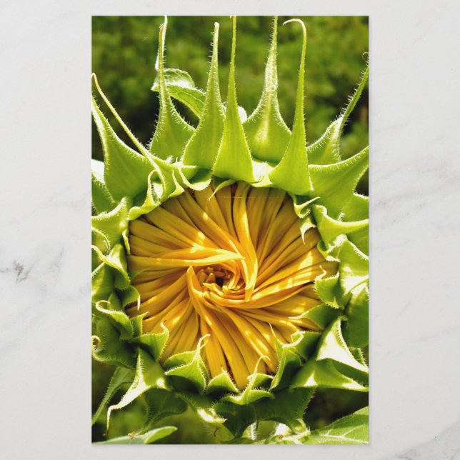 Solrosfoto för elegantens gult (Framsida)