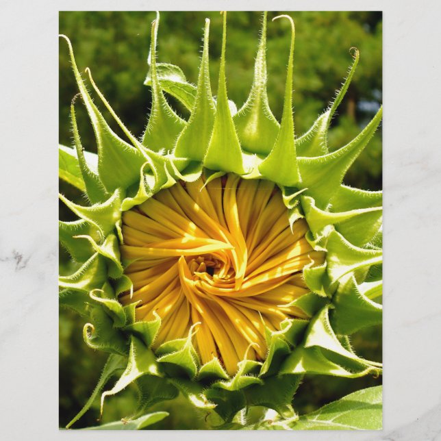 Solrosfoto för elegantens gult (Framsida)