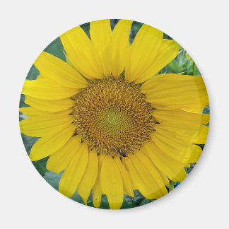 Solrosfoto Magnet