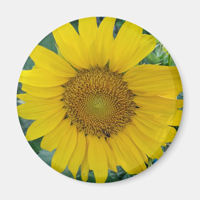 Solrosfoto Magnet (Framsidan)