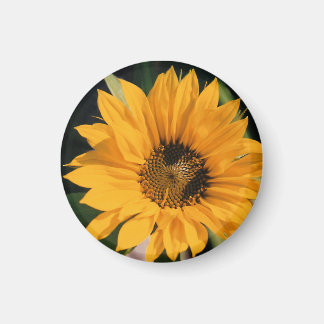 Solrosfoto Magnet
