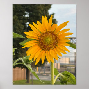 Solrosfoto Poster