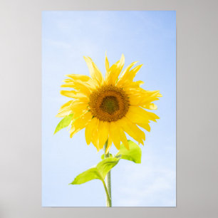 Solrosfoto Poster