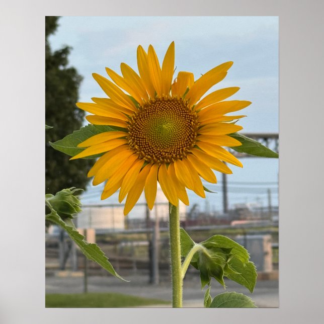 Solrosfoto Poster (Framsidan)
