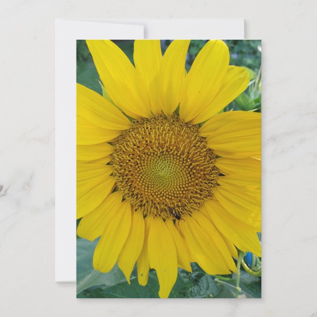 Solrosfoto Tack Kort (Framsida)