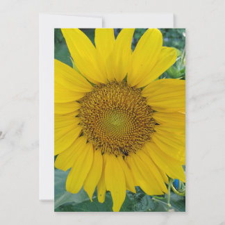 Solrosfoto Tack Kort