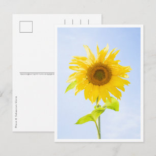Solrosfoto Vykort