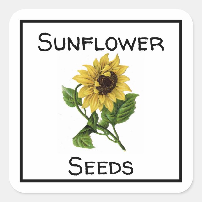 Solrosfrön Fyrkantigt Klistermärke (Framsida)