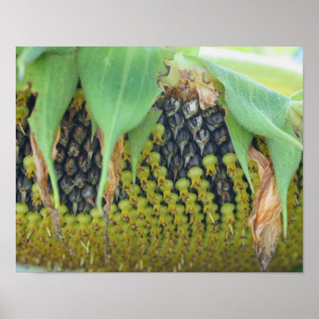 Solrosfrön på blomman nära poster (Framsidan)