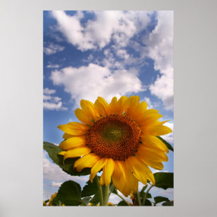 Solroshimmel Poster