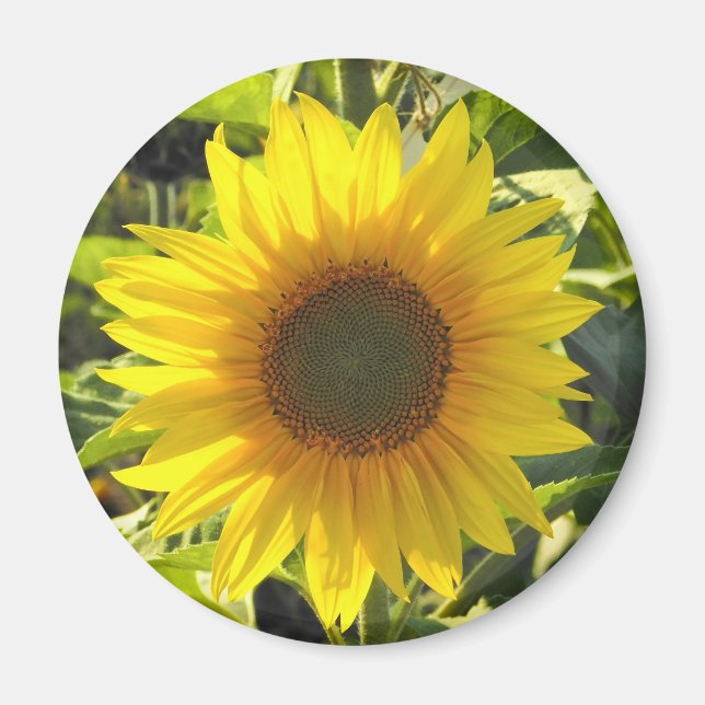Solroshine Magnet (Framsidan)