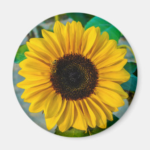 Solroshögsta Magnet