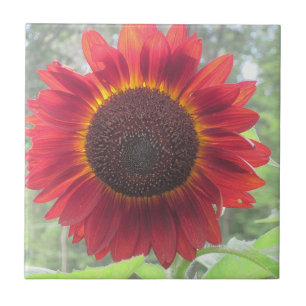 Solroskeramiska plattor kakelplatta