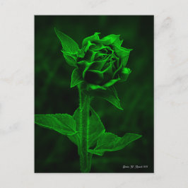 "Solrosknopp" Vykort