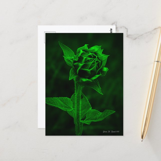 "Solrosknopp"  Vykort (Fram/Back In Situ)