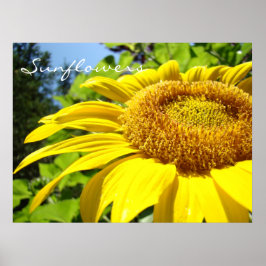 Solroskonst skriver ut gåvor Sommar Sun Flower Poster