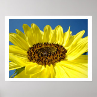 Solroskonst skriver ut Gult Solblommor Blommigt Poster