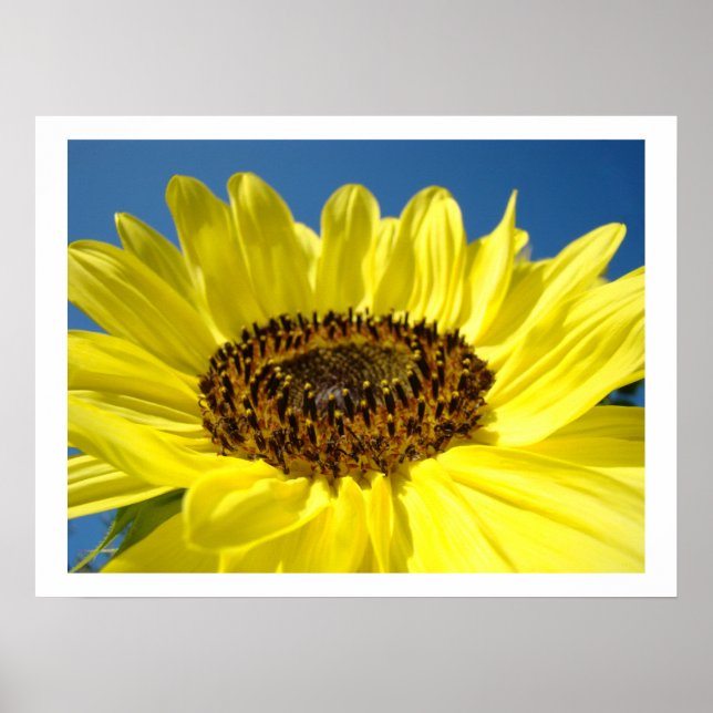 Solroskonst skriver ut Gult Solblommor Blommigt Poster (Framsidan)