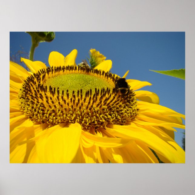 Solroskonsttryck Honey Bee Blå himmel landskap Poster (Framsidan)