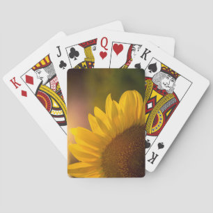 Solroskort Casinokort