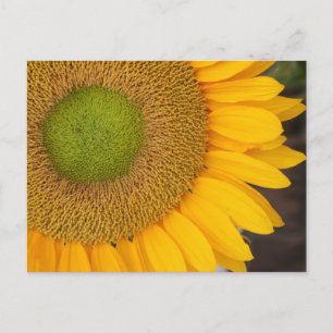 Solroskort för Blomsterfotografi Vykort