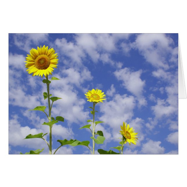 Solroskort Hälsningskort (Framsidan Horizontal)