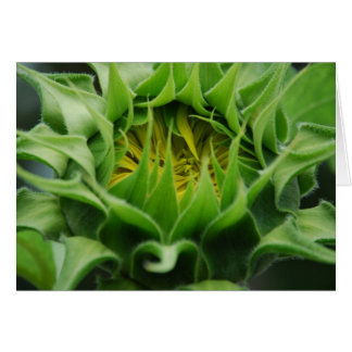 Solroskort Hälsningskort