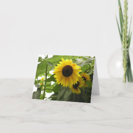 Solroskort (Helianthus) Helgkort