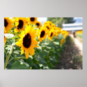 SolrosLane Poster