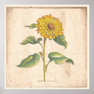 Solrosliknande botaniska utskrifter Poster