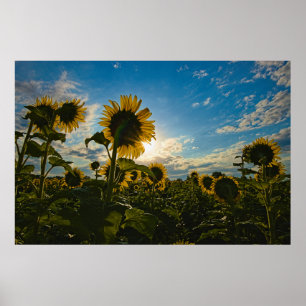 Solrosmorgon Poster