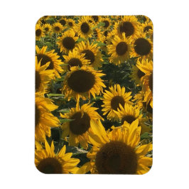 Solrosolagnet Magnet