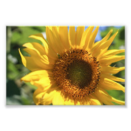 Solrosolera Fototryck