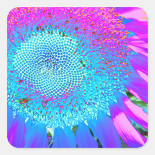 Solrosolfoto med blå rosa funky fyrkantigt klistermärke
