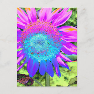 Solrosolfoto med blå rosa funky vykort