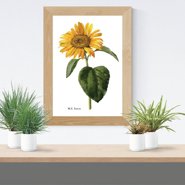 Solrosolja Botanical Mary Eaton Poster (Skapare uppladdad)