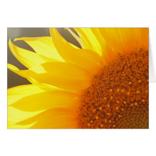 Solrosolja Closeup OBS Kort
