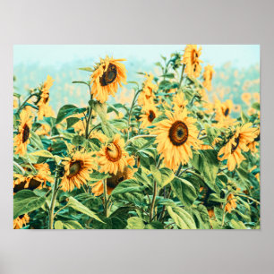 Solrosolja Fält Gult Teal Blommigt Garden Art Poster