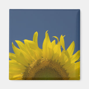 Solrosolja Stigning Magnet