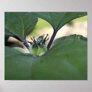 Solrosoljenypa Poster