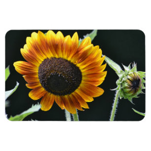 Solrosoljetorn Magnet