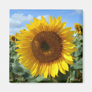 Solrosoljetorn Magnet