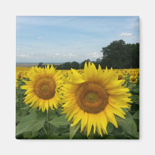 Solrosoljetorn Magnet