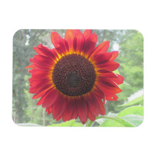 Solrosoljetorn Magnet