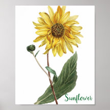 Solrosor Botanisk Illustration Blommig